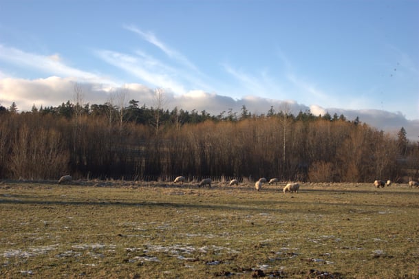 addiction-recovery-program-sheep