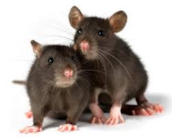 lab-rat.jpg